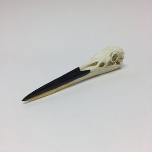 Great Blue Heron Skull Reproduction