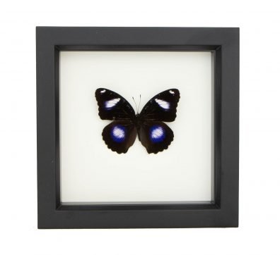 Blue Moon Butterfly (Hypolimnas bolina) Framed