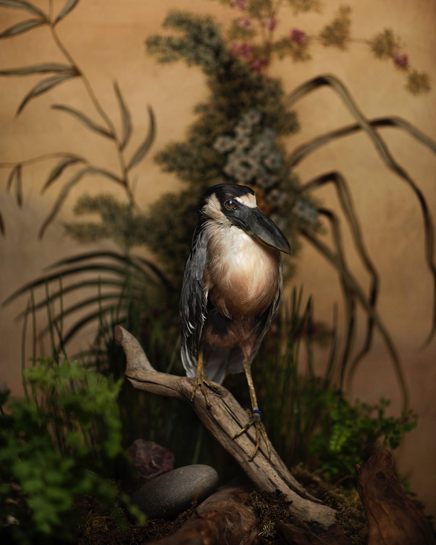 Homage to the Boat Billed Heron.  Original Photograph by Shelly Mosman.