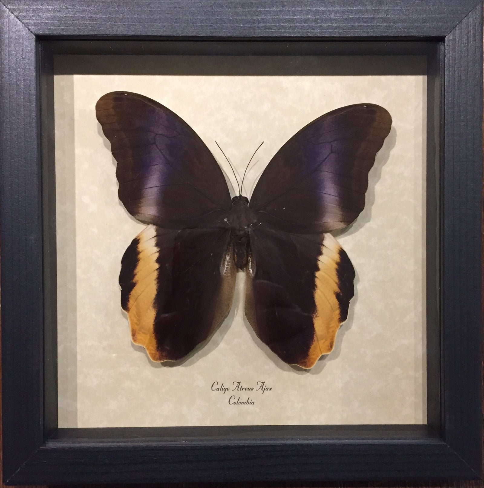 Caligo Atreus Owl Butterfly