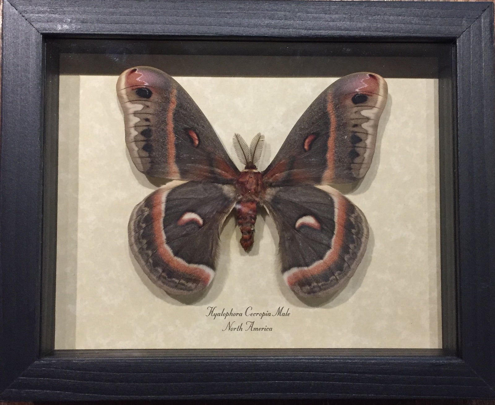 Hyalophora Cecropia Moth