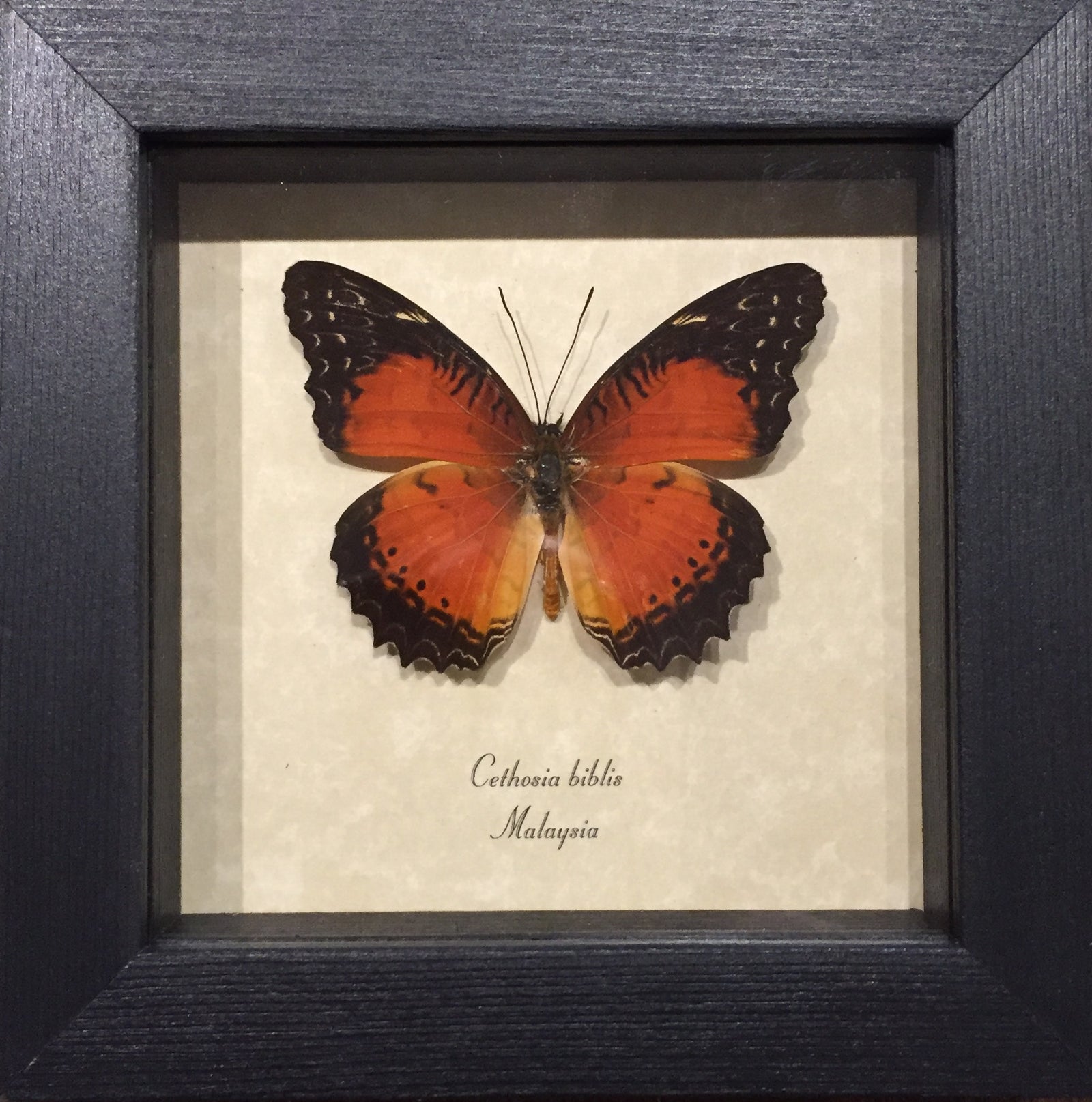 Cethosia Biblis Red Lacewing Butterfly