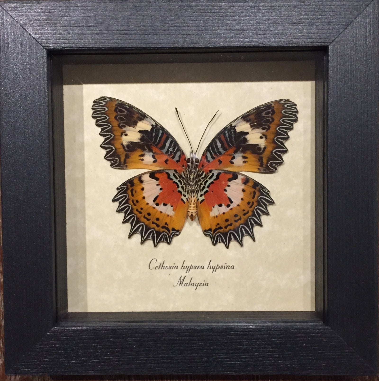 Cethosia Hypsea Hypsina Lacewing Butterfly