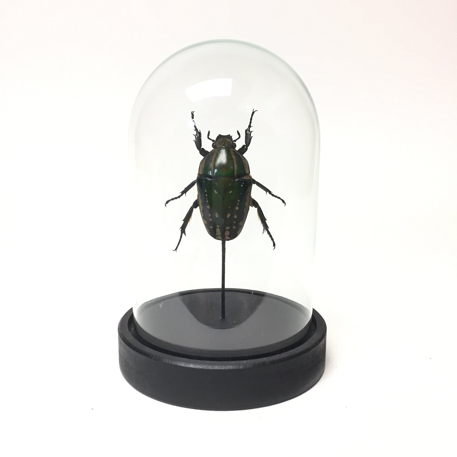 Chelorrhina Polyphemus Beetle in Medium Dome