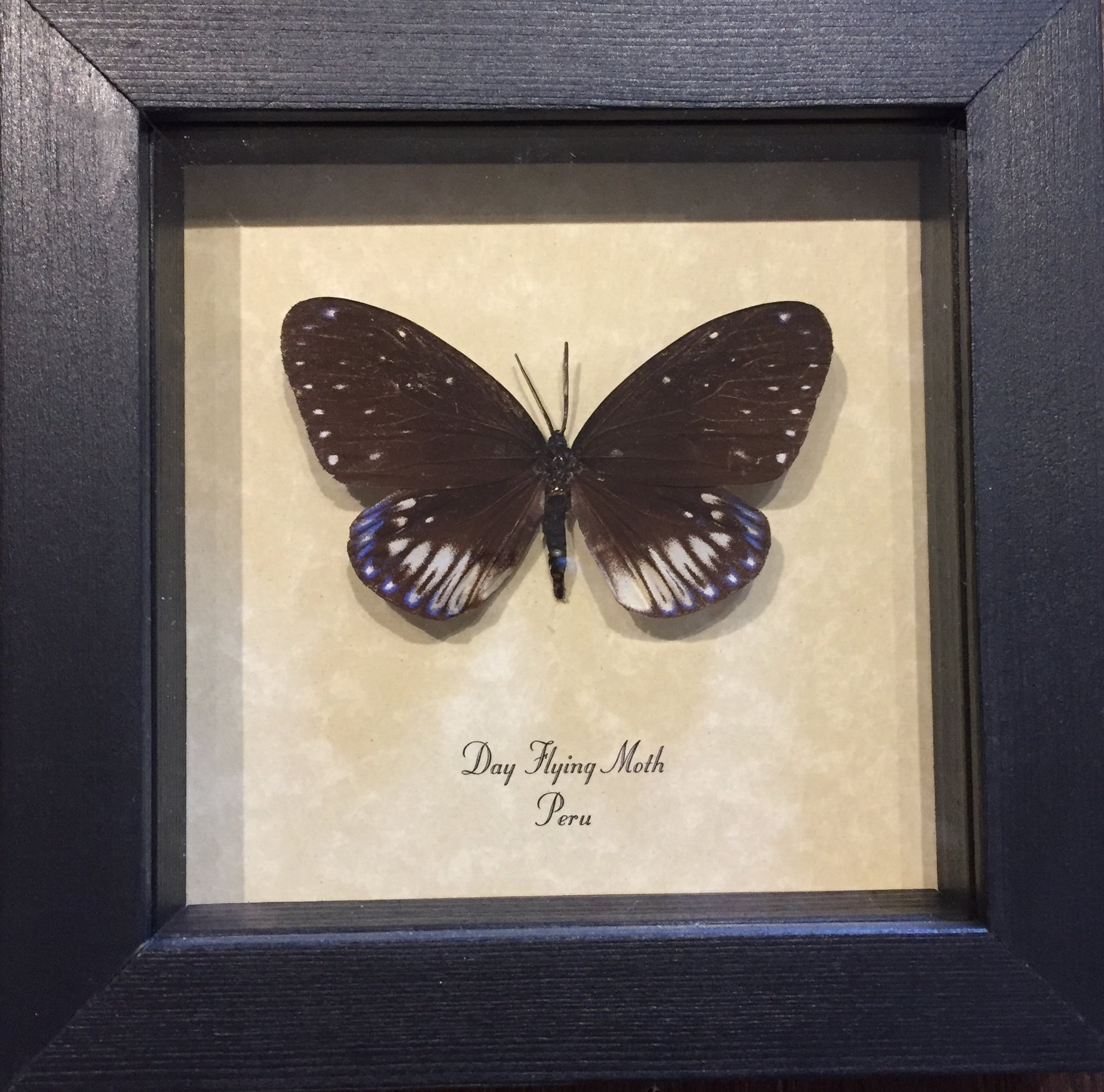 Day Flying Moth
