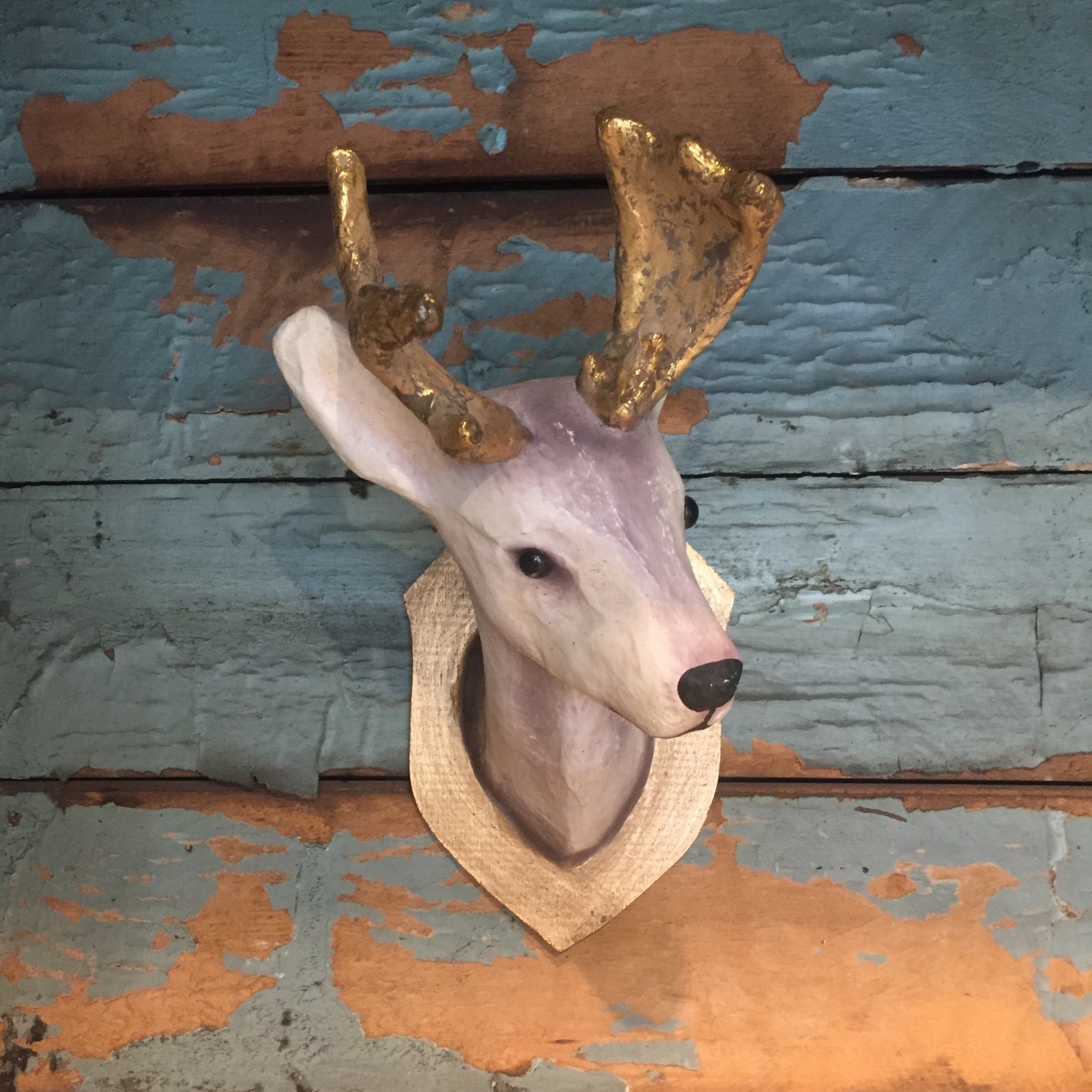 Roe Deer Trophy Mount