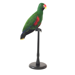 Eclectus Male Parrot Taxidermy