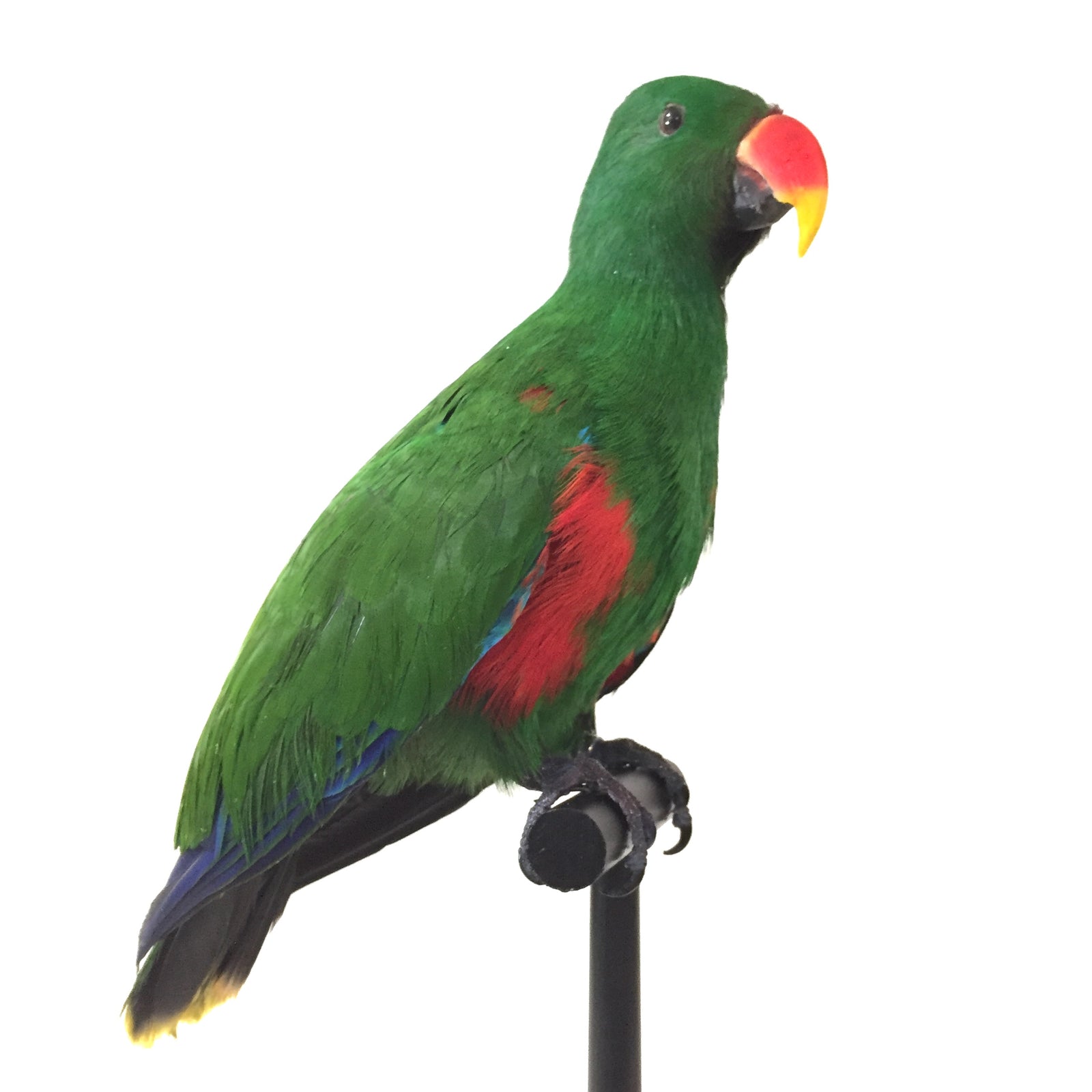 Eclectus Male Parrot Taxidermy
