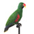 Eclectus Male Parrot Taxidermy
