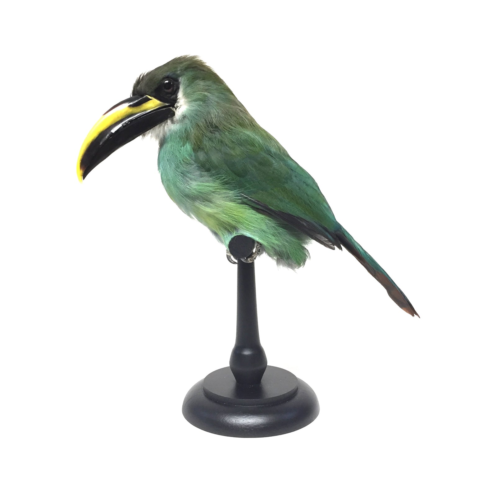 Emerald Toucanette Taxidermy