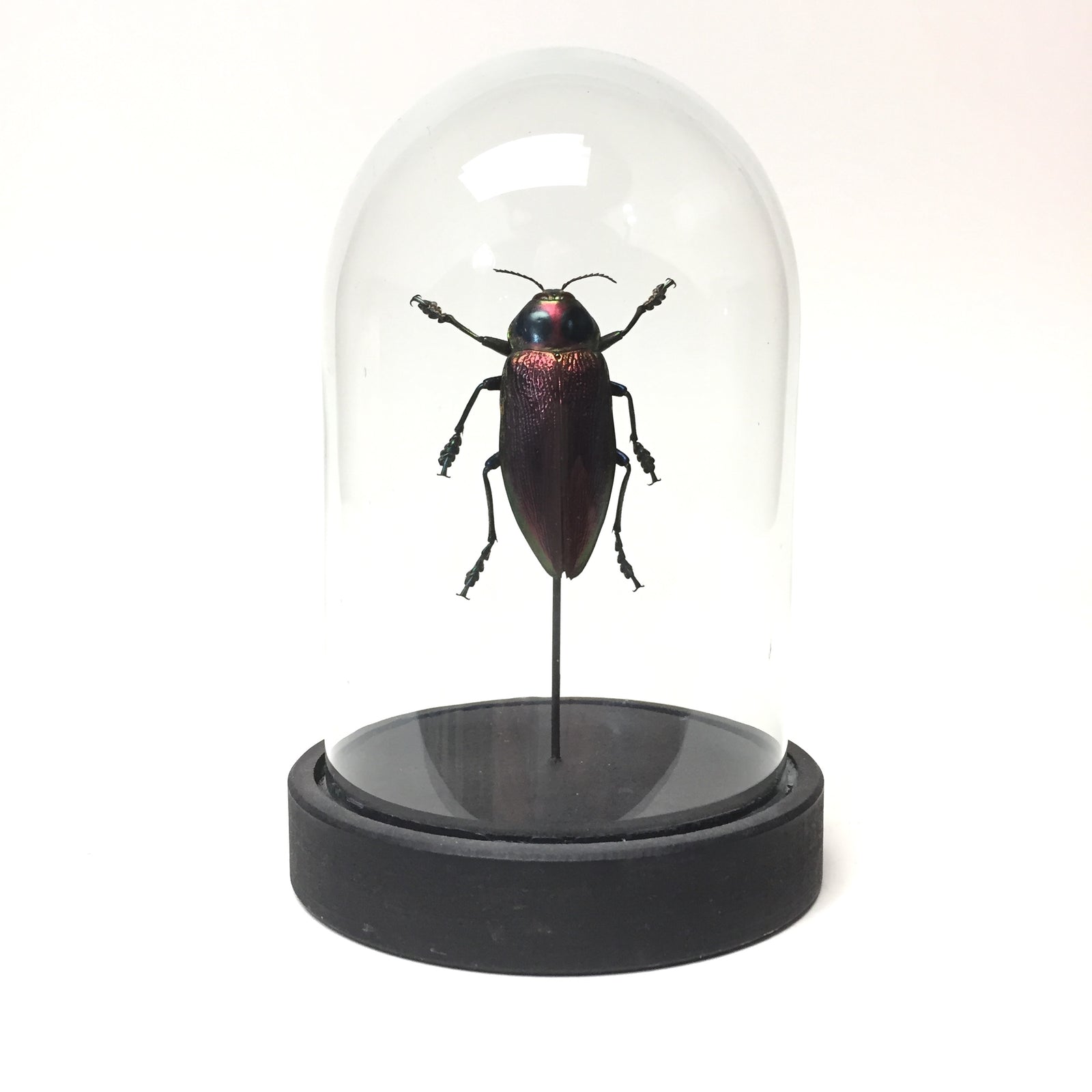 Euchroma Gigantea Beetle in  Dome