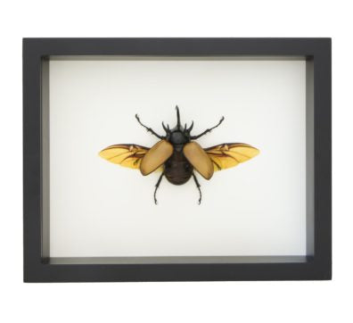 Rhino Beetle Eupatorus gracillicornis