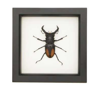 Giant Fighting Stag Beetle Hexarthrius parry Framed