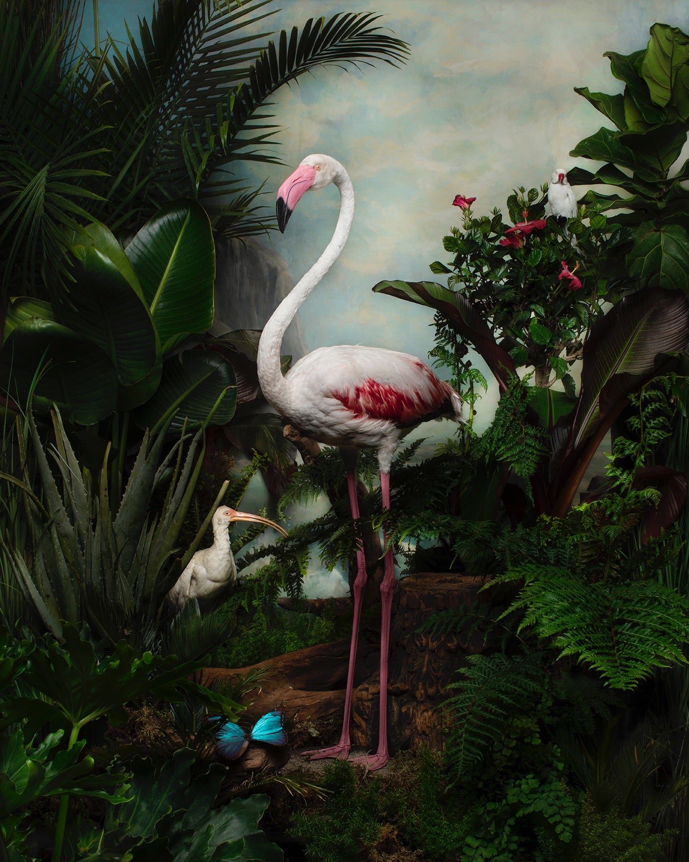 Homage to the Flamingo. Original Photograph by Shelly Mosman
