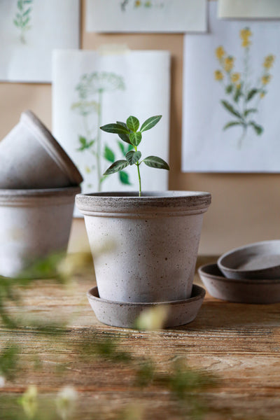 Bergs #16 Flora Pot with Saucer in Raw Grey