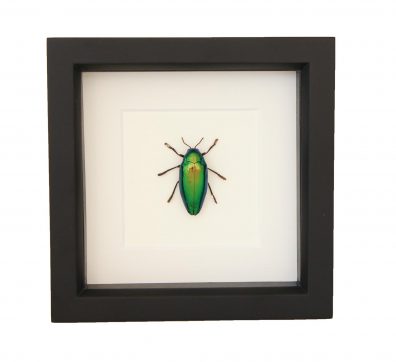 Jewel Beetle Sternocera aequisignata Framed
