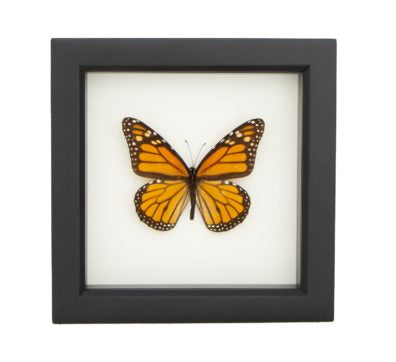 Monarch Butterfly Framed