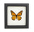 Monarch Butterfly Framed