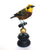 Golden Tanager Taxidermy