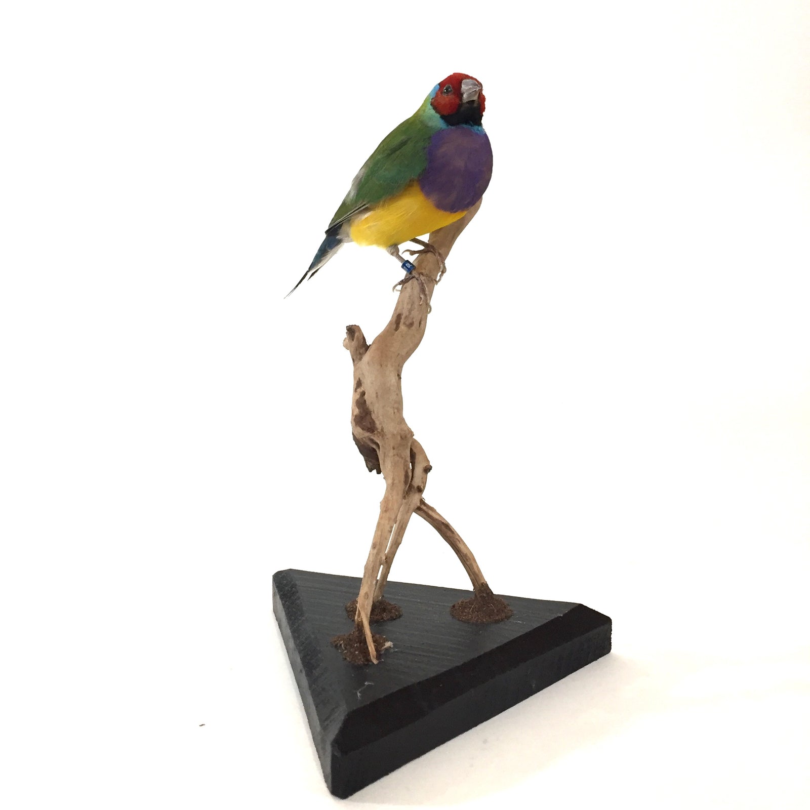 Lady Gouldian Finch Taxidermy
