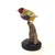 Yellow Backed Lady Gouldian Finch Taxidermy