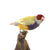 Yellow Backed Lady Gouldian Finch Taxidermy