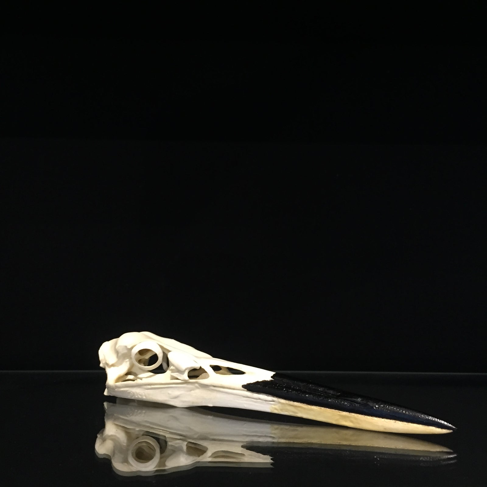 Great Blue Heron Skull Reproduction