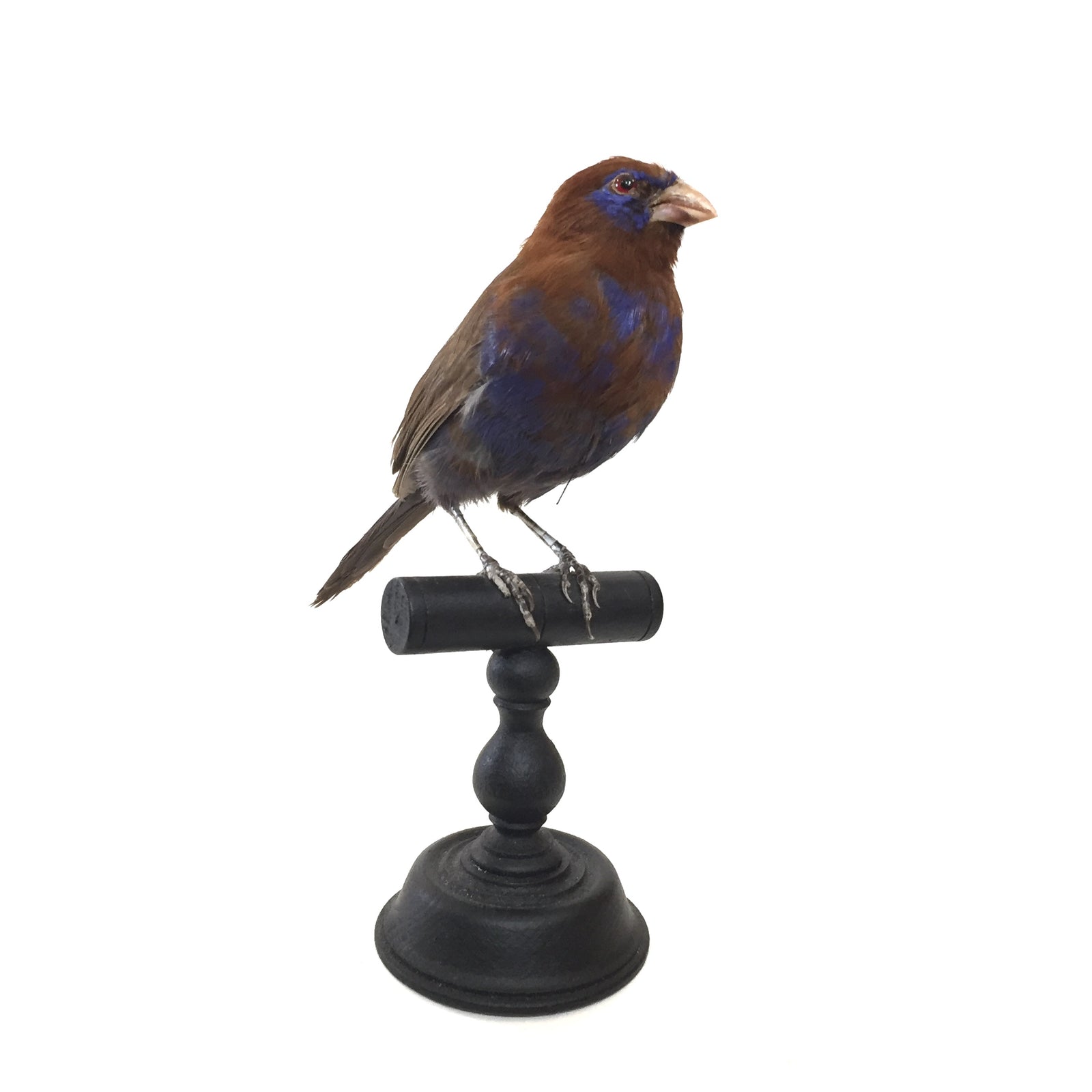 Purple Grenadier Taxidermy Bird