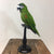 Hahn's Macaw Taxidermy Mount