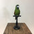 Hahn's Macaw Taxidermy Mount