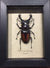Hexarthrius Paradoxus Fighting Stag Beetle