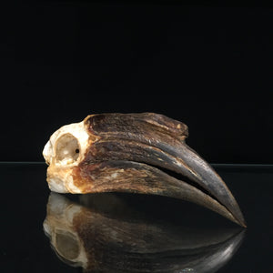 Female Black Casqued Hornbill Skull