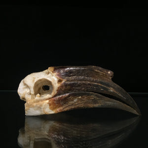 Female Black Casqued Hornbill Skull