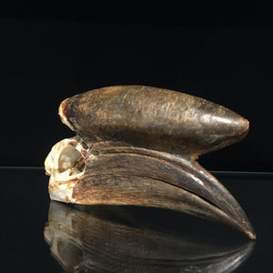 Male Black Casqued Hornbill Skull 3