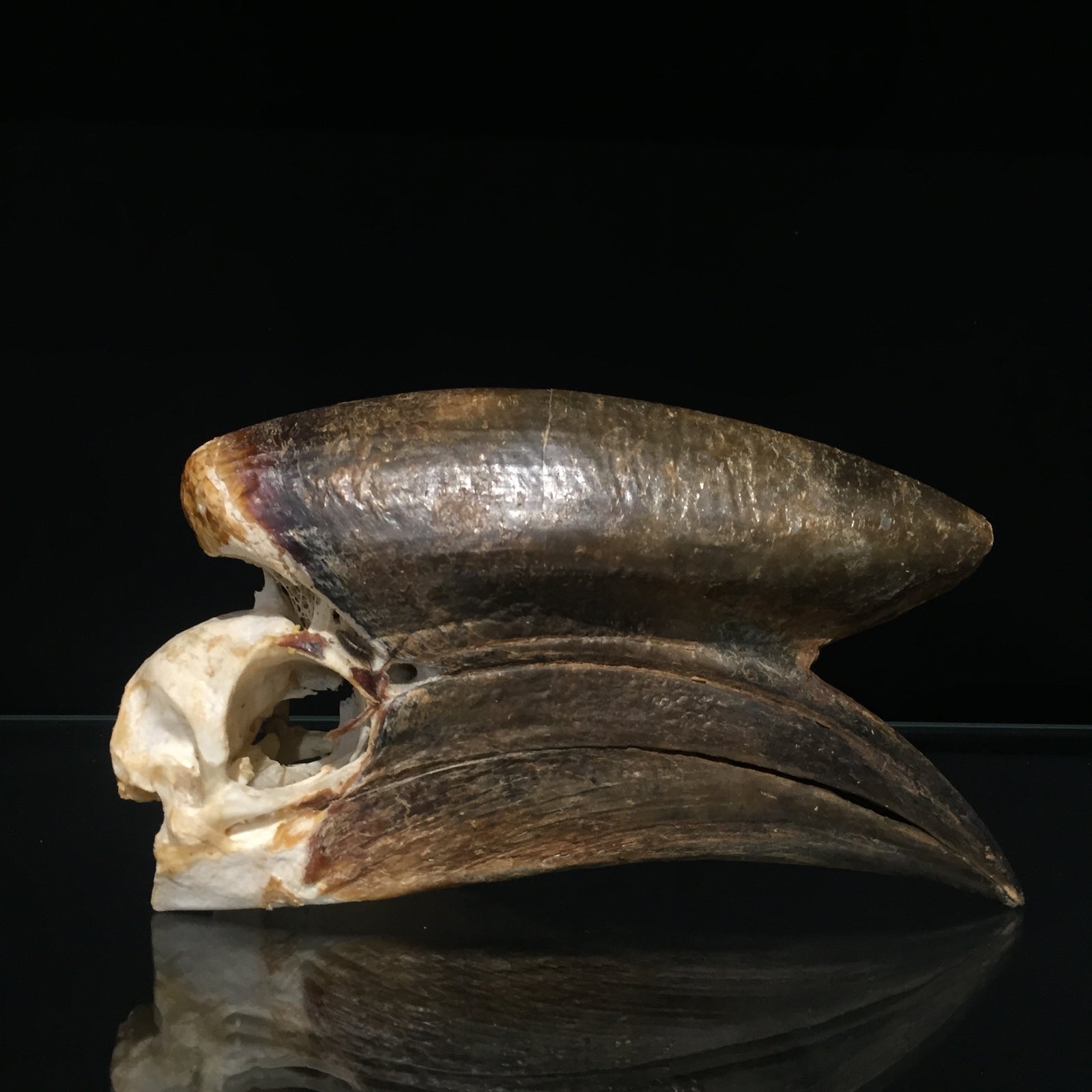 Male Black Casqued Hornbill Skull 3