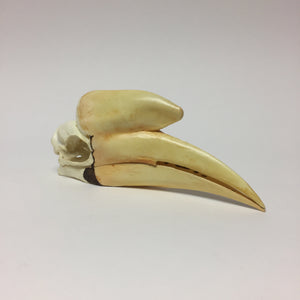 Black Hornbill Skull Reproduction
