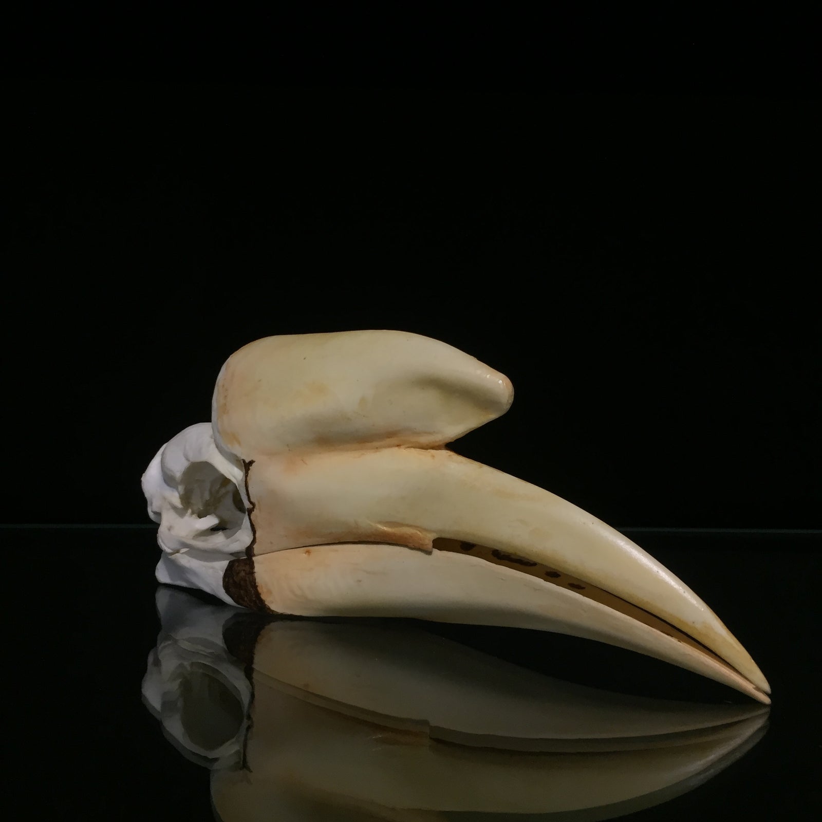Black Hornbill Skull Reproduction