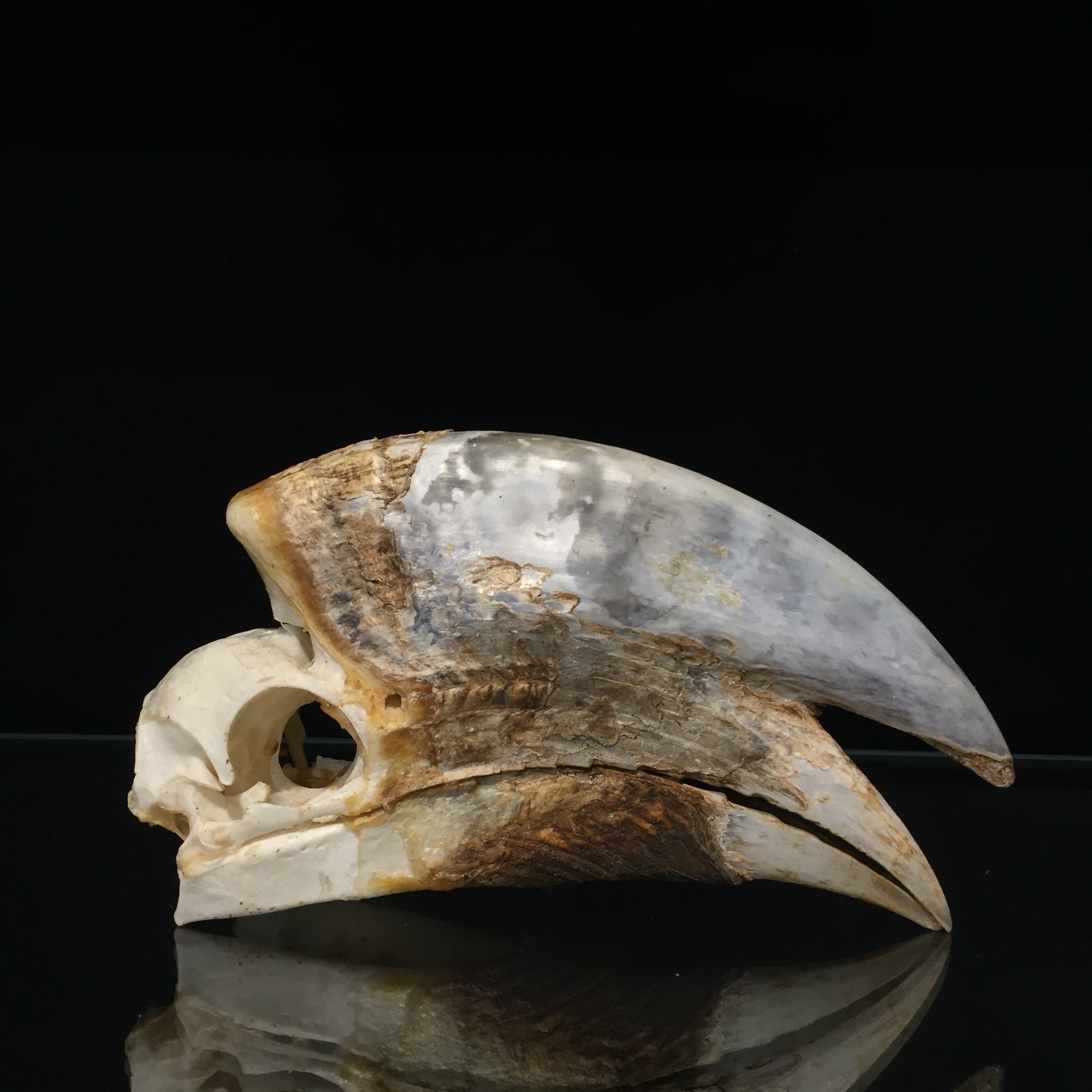 Male Black Casqued Hornbill Skull 1