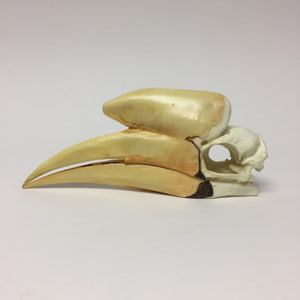 Black Hornbill Skull Reproduction