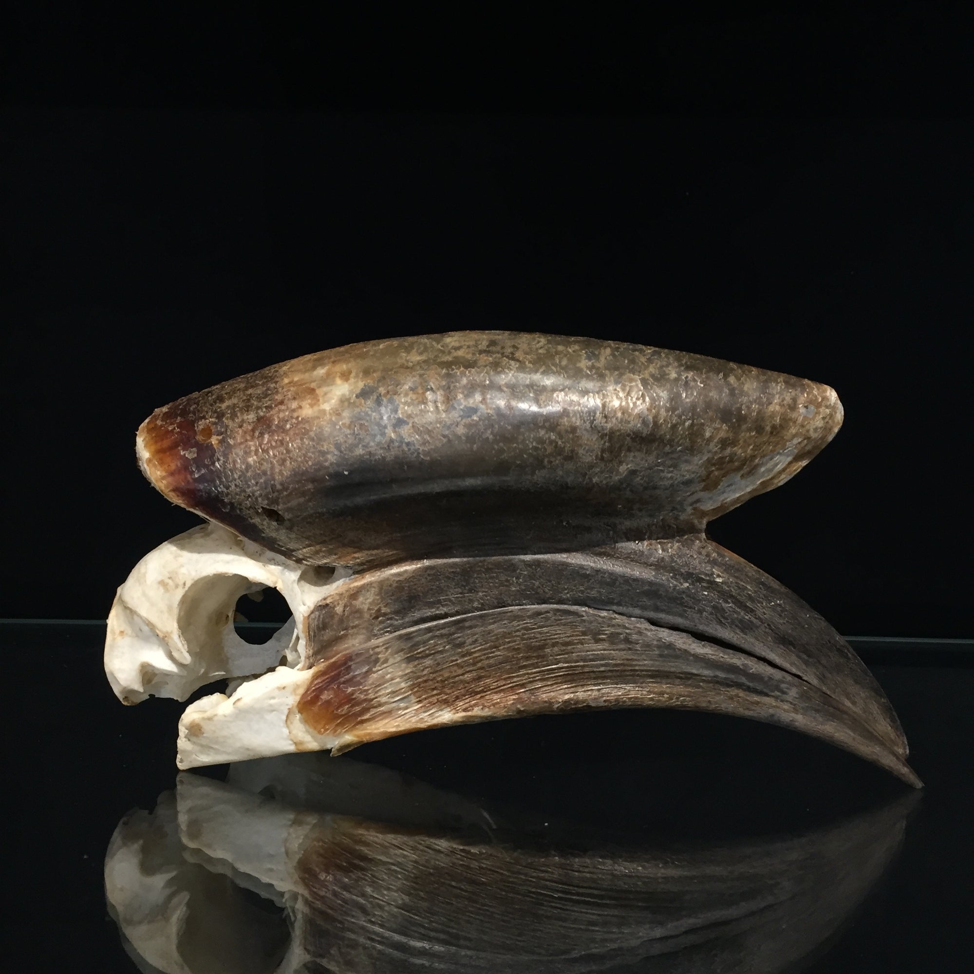 Male Black Casqued Hornbill Skull 2