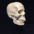 Human Female Skull Reproduction with Stand