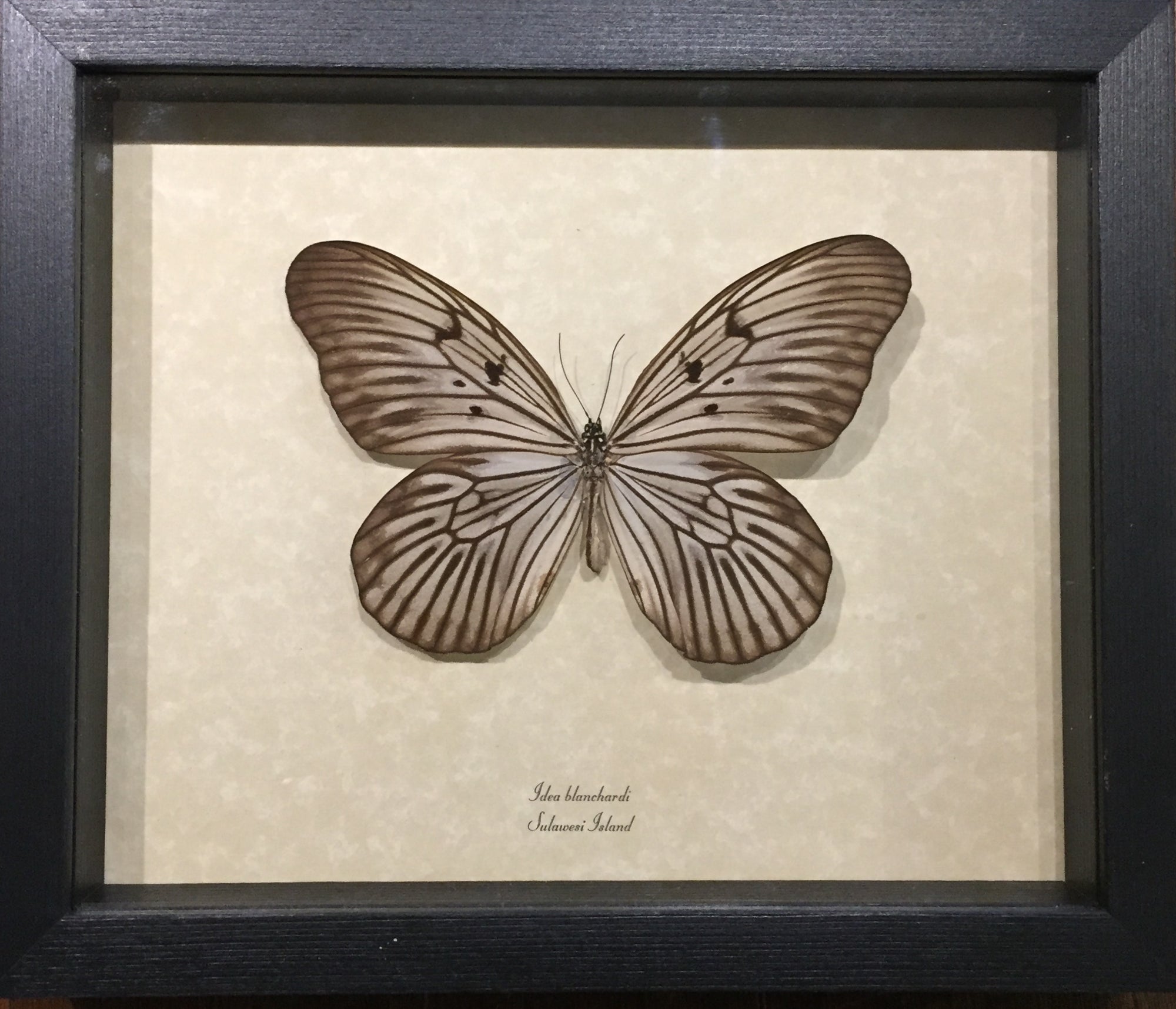 Idea Blanchardi Rice Paper Butterfly