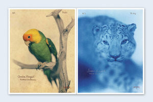 LASZLO LAYTON: Pictorial Zoology