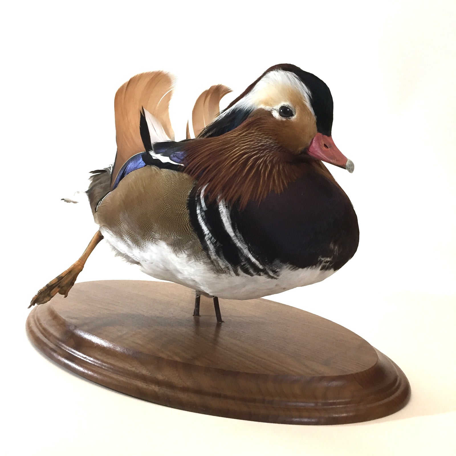 Mandarin Duck Taxidermy