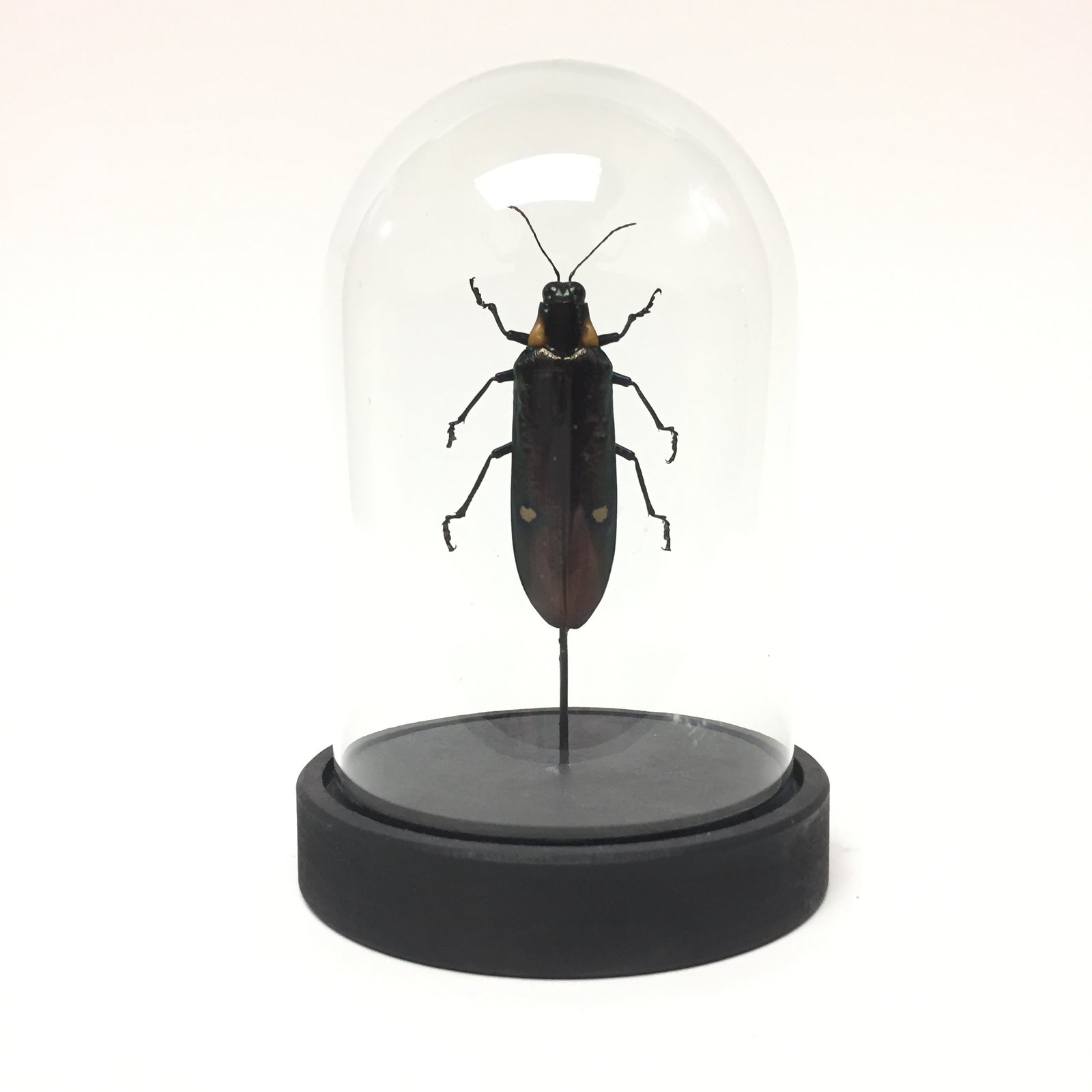 Megaloxantha Bicolor Beetle in Dome