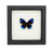 Midnight Blue Butterfly (Eunica alcmena) Framed