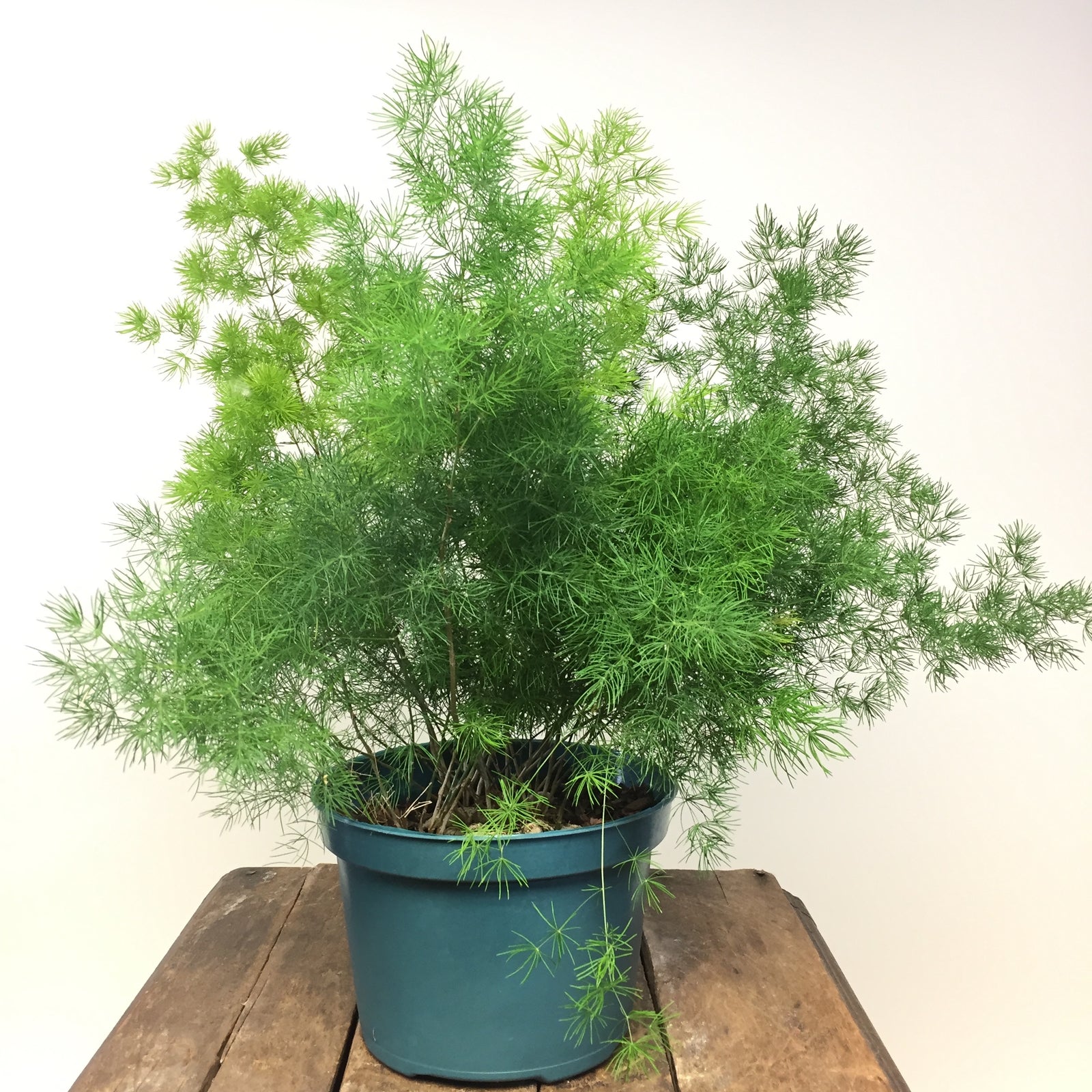 6" Asparagus Ming Fern