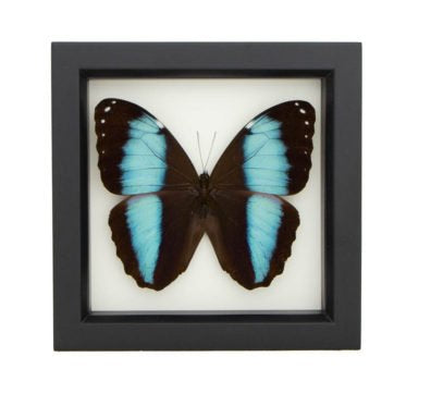 Blue Banded Morpho Butterfly (Morpho achilles) Framed