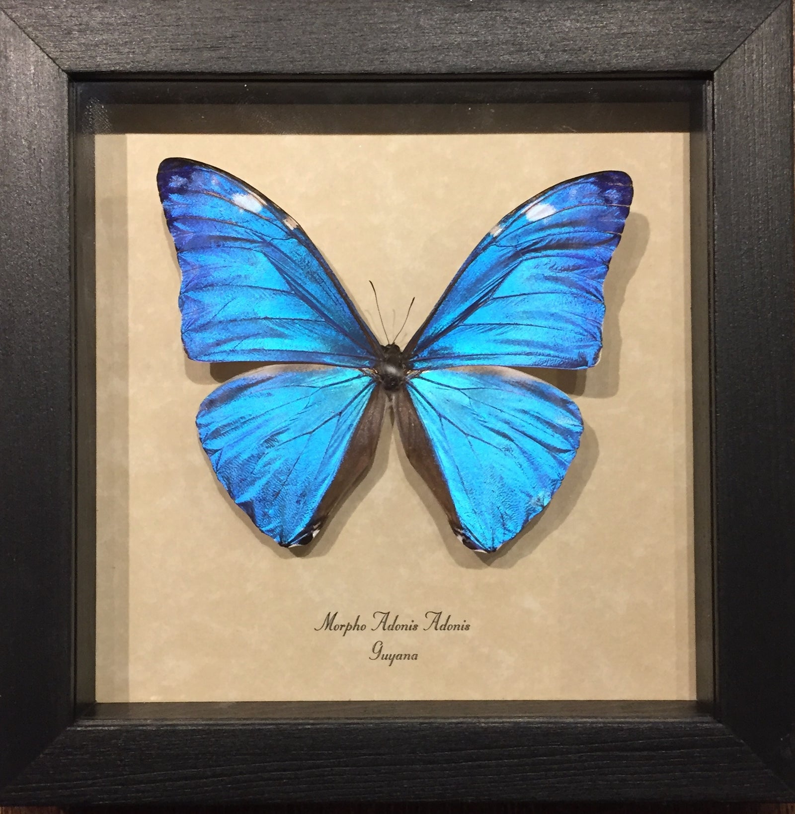 Morpho Adonis Adonis