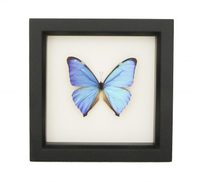 Blue Morpho Aega (Morpho aega) Framed